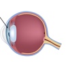 Camere oculari - La salute degli occhi - Dynoptic è il marchio di qualità per occhiali e lenti: shop e consulenza personalizzata presso 100 dynoptic. Consiglio ora!