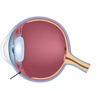 Corpo ciliare - La salute degli occhi - Dynoptic è il marchio di qualità per occhiali e lenti: shop e consulenza personalizzata presso 100 dynoptic. Consiglio ora!