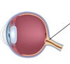 Nervo ottico - Da sapere - Dynoptic è il marchio di qualità per occhiali e lenti: shop e consulenza personalizzata presso 100 dynoptic. Consiglio ora!